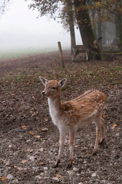 Photo of A cute little sika deer