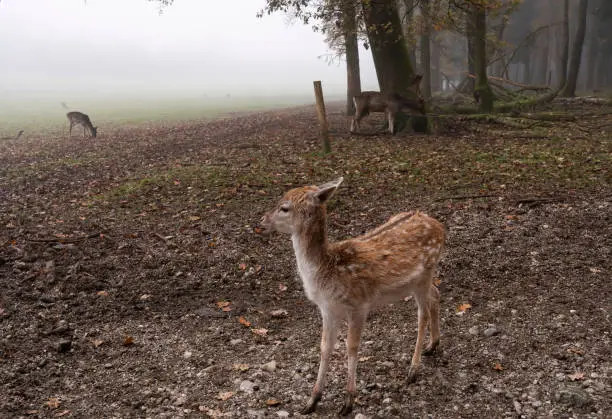 Photo of A cute little sika deer