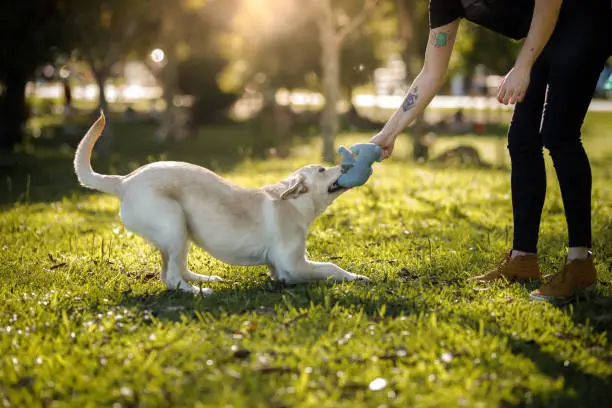 good times with dog at the park