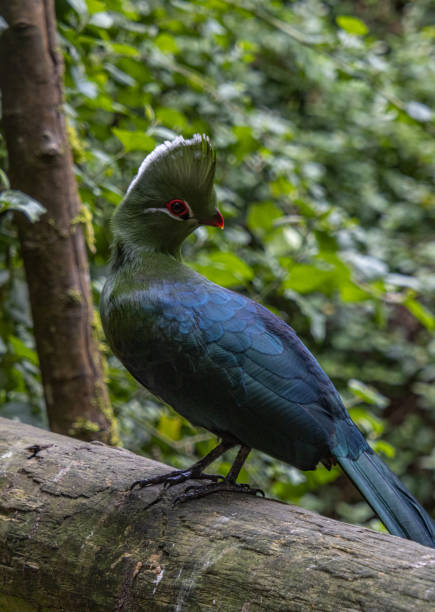 istock Knysna Loerie (Tauraco corythaix) 1444518926