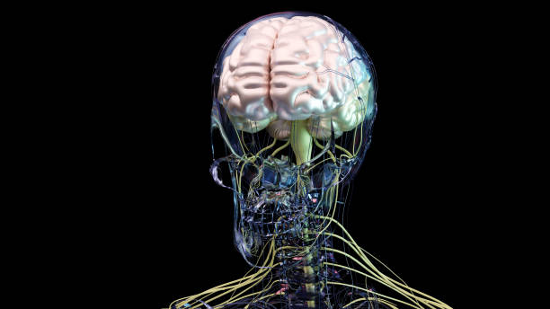 istock Human brain nervous system anatomy, sections are separated by colored spots, medical diagram with parasympathetic and sympathetic nerves. medically accurate, Central organ, 3d render 1444519186
