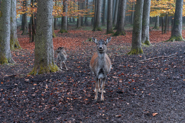istock Fawn walks in the autumn forest 1444519233