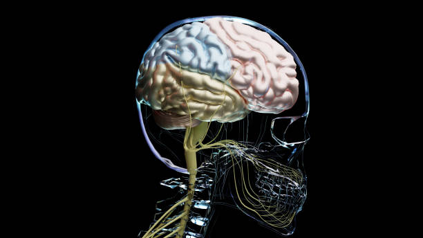 istock Human brain nervous system anatomy, sections are separated by colored spots, medical diagram with parasympathetic and sympathetic nerves. medically accurate, Central organ, 3d render 1444519350