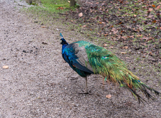 istock A beautiful blue peacock is looking for food 1444519867