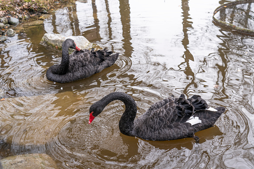 black swan foraging in water