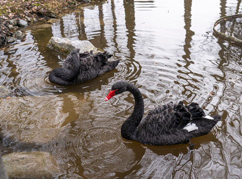 black swan foraging in water