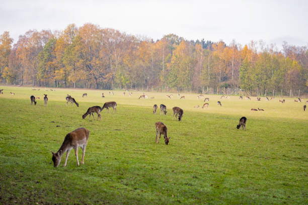 istock Herd of sika deer grazing on grassland 1444520651