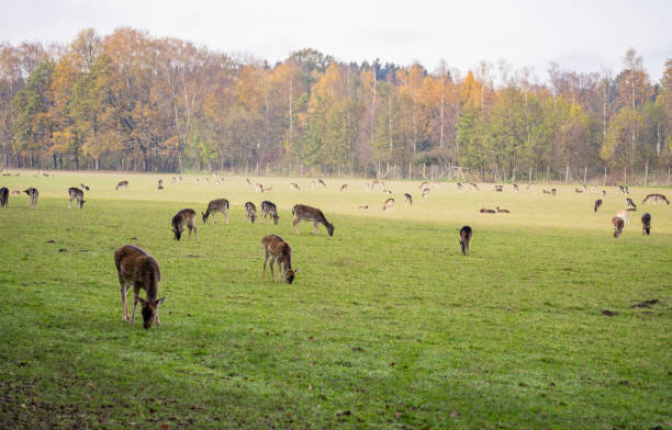 Herd of sika deer grazing on grassland