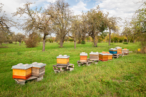 Row of beehives in an apple orchard on an autumn day.