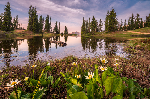 Pond and Wildflowers in the Mountains Above Crested Butte Colorado