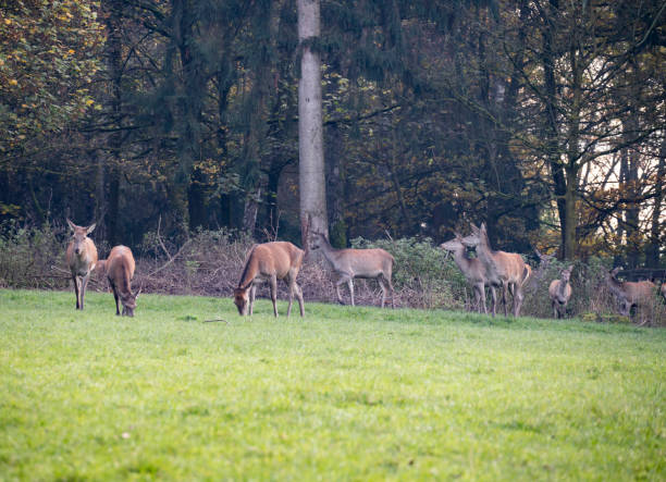istock Cervus elaphus grazing in a meadow. 1444524081