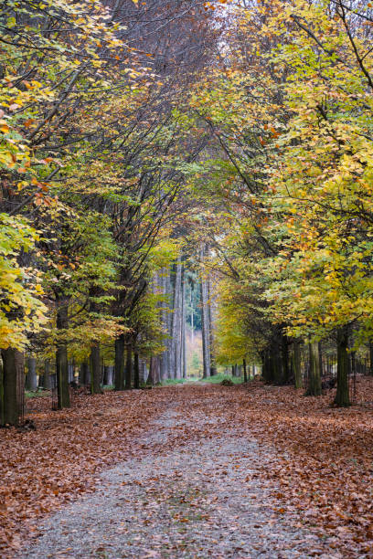 istock The road to the forest. 1444524288