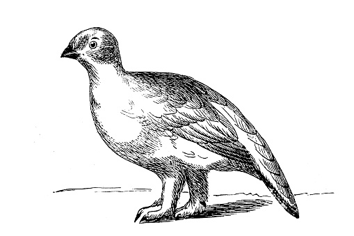 Lagopus, ptarmigan