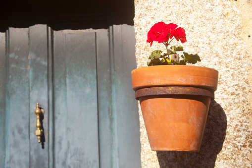 Flower pot beside doorway.Ribadavia, Ourense province, Galicia, Spain. Detail close-up. Red geranium, springtime.