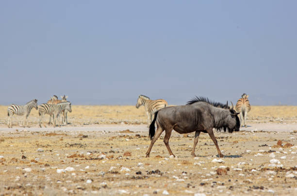 istock Lone Blue Wildebeest walking on Etosha Savanna 1444525565