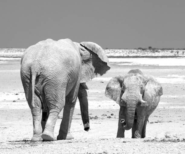 istock Powerful African Elephants on the plains 1444525570