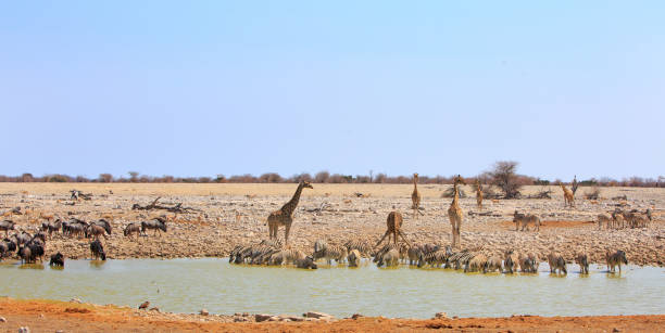 istock Beautiful panoramic image of a vibrant wild waterhole 1444525591