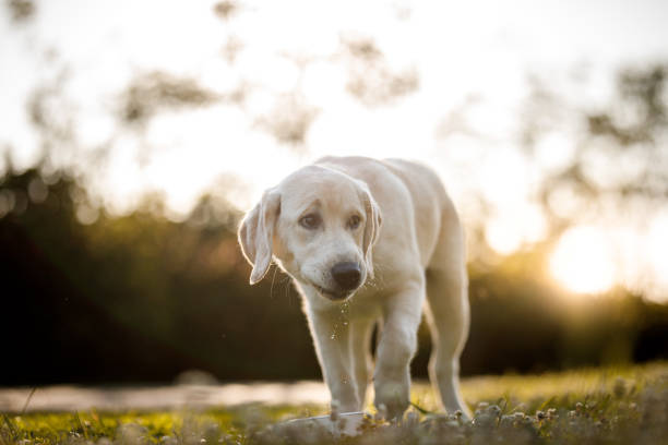 Labrador retriever puppy  having fun at the park