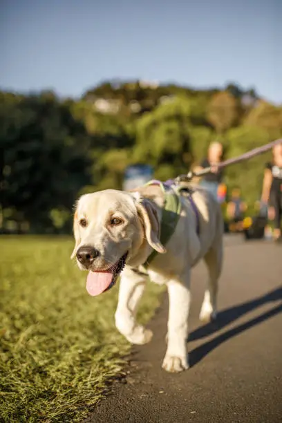 Labrador retriever puppy  having fun at the park