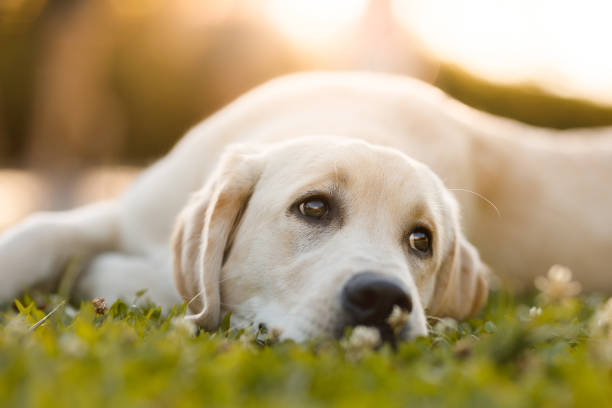 Labrador retriever puppy  having fun at the park