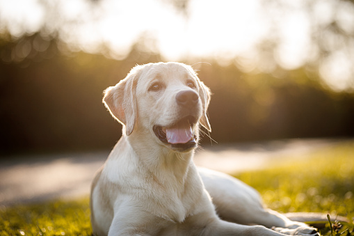 Labrador retriever puppy  having fun at the park