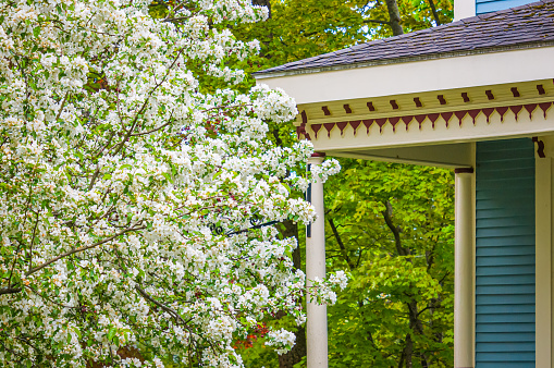 An apple tree is in full blossom as it grows near the front porch of an old house on the Maine Coast.