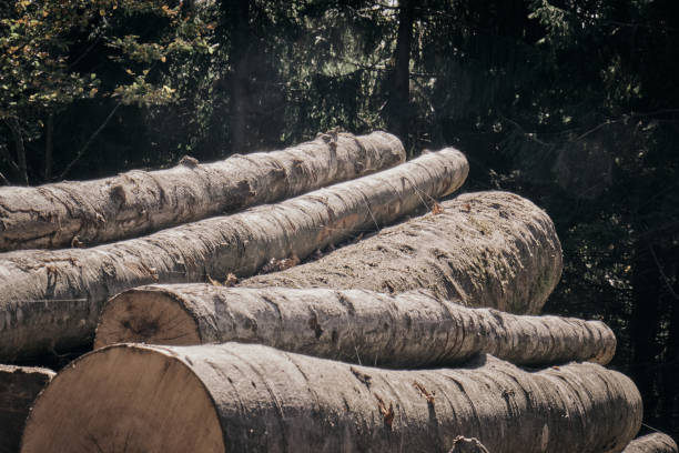Beech logs stock photo