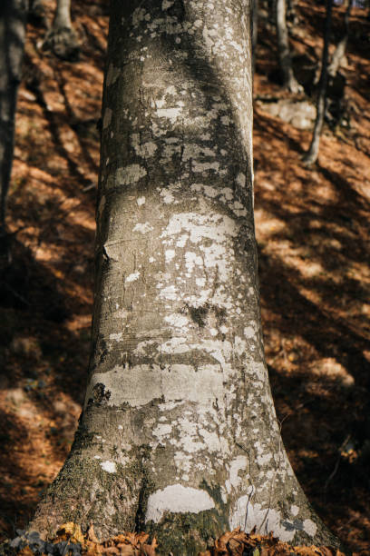 Beech tree stock photo