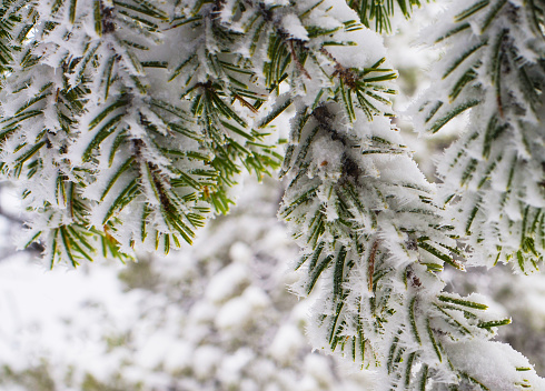 Snow-covered green spruce branch.