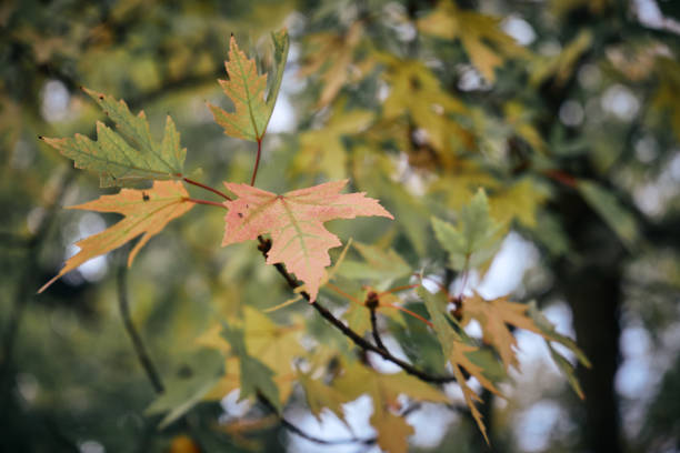 Maple autumn leaves stock photo