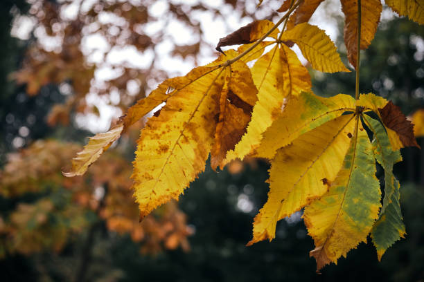 Yellow autumn leaves stock photo