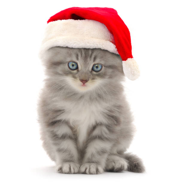 istock Kitten in Santa Claus Christmas hat. 1444532979