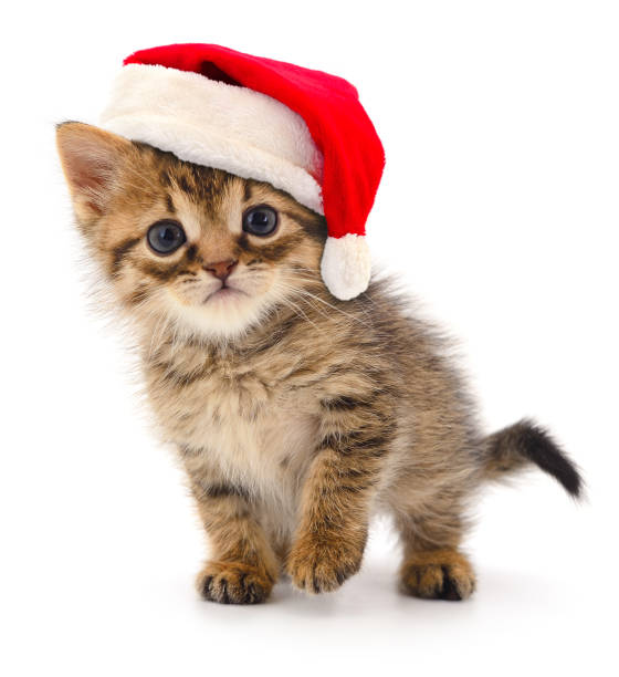 istock Kitten in Santa Claus Christmas hat. 1444532994