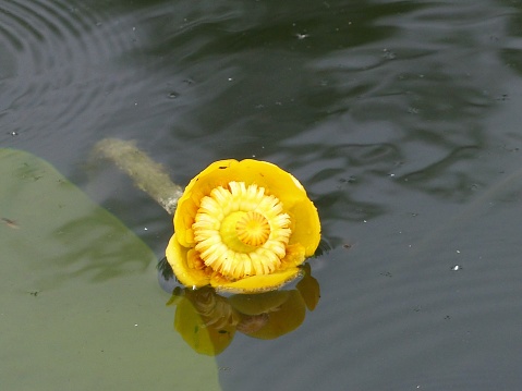Aufblühende gelbe Teichrose auf der Wasseroberfläche