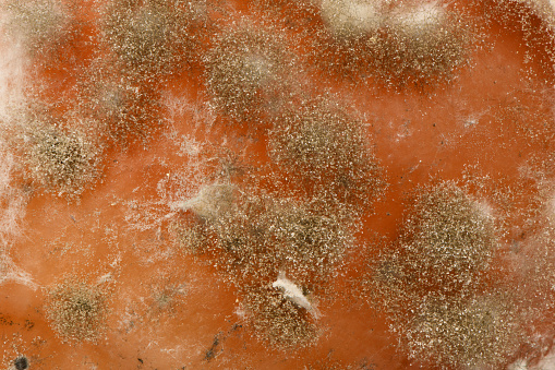 Mold extreme close-up. Macro shot of mold. Side view. Mold is a fungus that grows in the form of multicellular filaments. High resolution photo. Full depth of field.