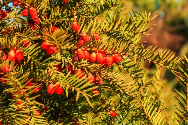Yew tree with red fruits. Taxus baccata. Branch with mature berries. Red berries growing on evergreen yew tree branches. European yew tree with mature cones. Green coniferous tree with red berries.