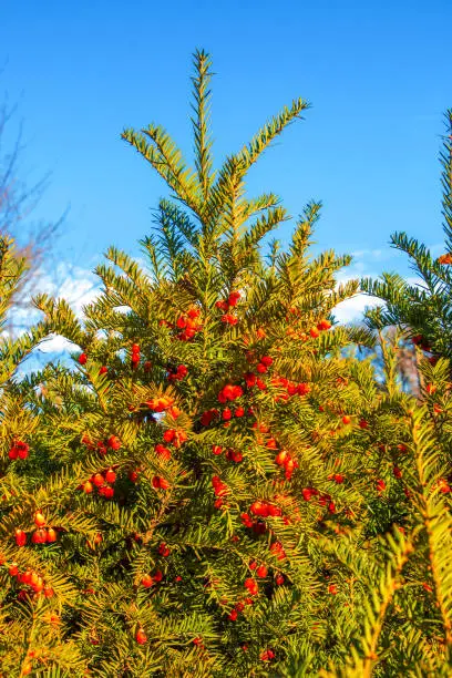 Yew tree with red fruits. Taxus baccata. Branch with mature berries. Red berries growing on evergreen yew tree branches. European yew tree with mature cones. Green coniferous tree with red berries.