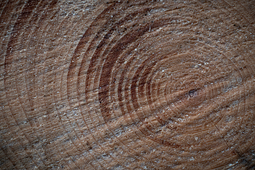 wood surface of a tree