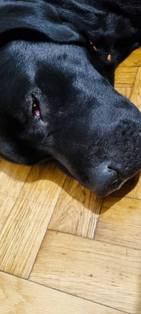 istock Black young labrador sleeping on the floor 1444534520