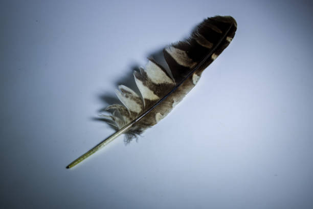 istock Black kite feather isolated on a gray background. 1444536215