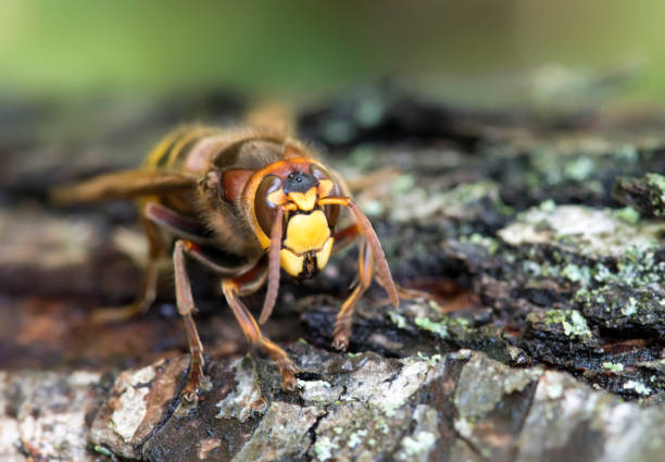istock The European hornet (Vespa crabro) sits on the tree. 1444537073