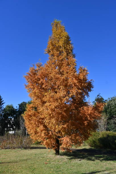 Dawn redwood ( Metasequoia glyptostroboides ) autumn leaves. stock photo
