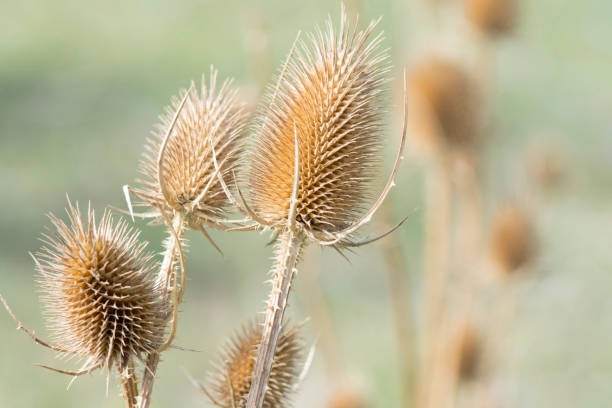 istock Dry thistle inflorescences. Needles and thorns on a plant. 1444537229