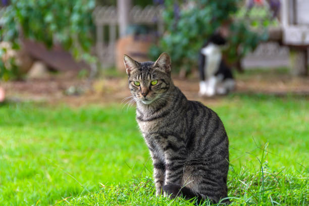 istock Striped tabby beautiful cat sits on the grass, look looking into the distance. 1444539276