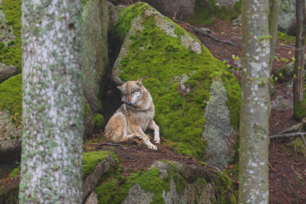 istock Wolf - Canis lupus in the deep forest on the rock. 1444540832
