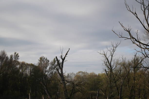 water bird like swan, duck or cormorant at danube river
