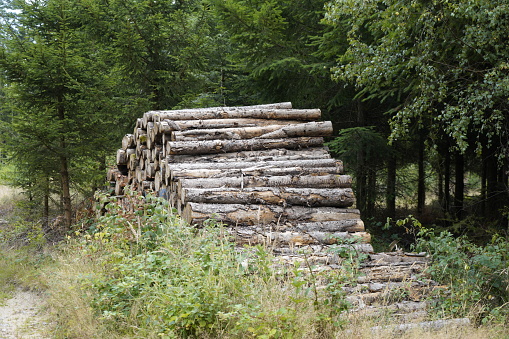 firewood cut in the forest and stored as a log to dry