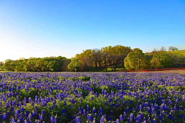 istock Bluebonnet fields in fulll bloom and bright blue sky 1444543428