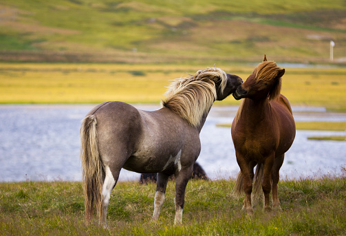 Iceland Horses at beautiful Iceland landscape