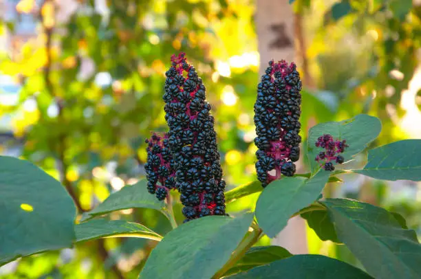 Beautiful poisonous plant Phytolacca Americana in the garden with black berries against the background of green sunny leaves